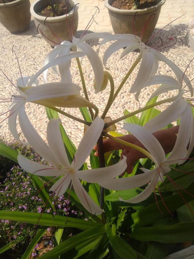 Flor De Mandacaru Pousada Boqueirao  Eksteriør billede